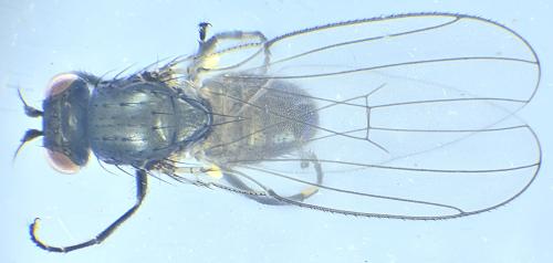 Réf. 342 410 : Hydrellia griseola